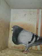 Mooie gorguero  doffer, Mannelijk, Kropper