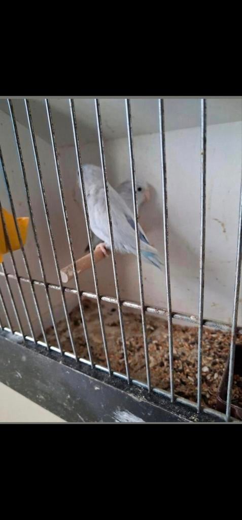 Een koppel forpus Yellam White, Dieren en Toebehoren, Meerdere dieren