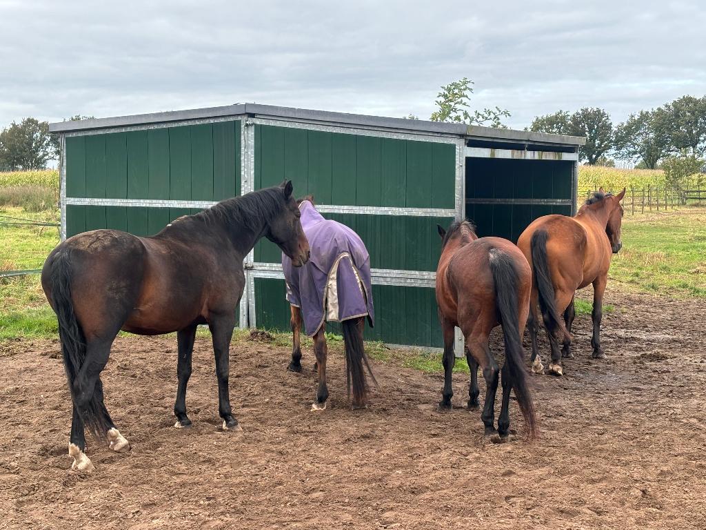 Paardenrusthuis, pensioen of herstel van blessure, Dieren en Toebehoren, Stalling en Weidegang, Weidegang, 2 of 3 paarden of pony's