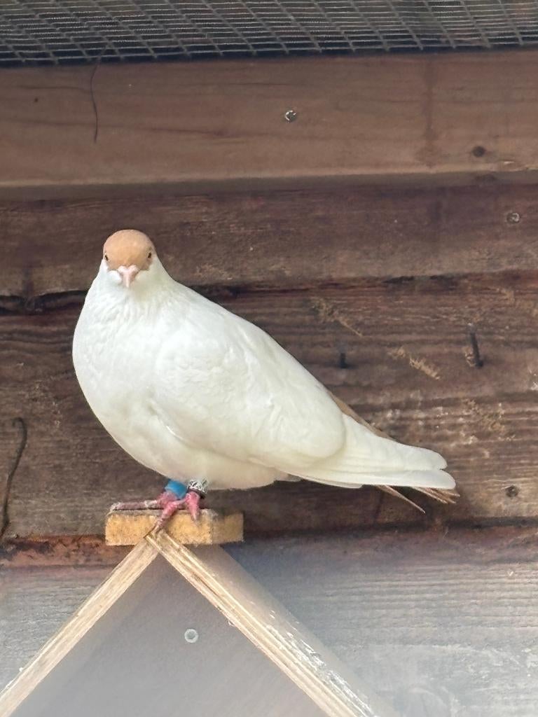 Raszuivere Hamburger vliegkalotte, super rustige duiven, Dieren en Toebehoren, Meerdere dieren, Overige soorten