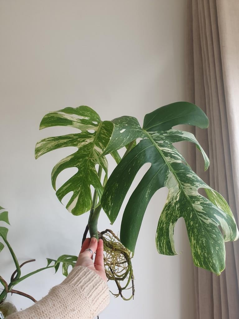 Monstera variegata goed gewortelde stek, Huis en Inrichting, Kamerplanten, Ophalen, Overige soorten, Halfschaduw, Minder dan 100 cm