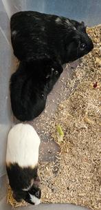 Mannelijke cavia's, Dieren en Toebehoren, Cavia, Mannelijk, Tam, September