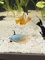 Maanvissen, gourami’s, betta, algeneter, Dieren en Toebehoren, Vis