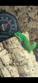 Phelsuma quadriocellata pauwoog gekko volwassen man, Dieren en Toebehoren