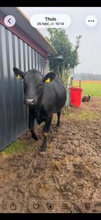 Super tamme black angus x holstein vaars, Dieren en Toebehoren, Runderen, Mannelijk