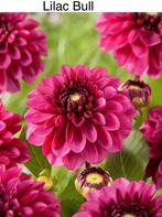 Dahlia knollen Lilac Bull, Ophalen of Verzenden, Volle zon, Knol