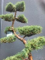 Juniperus virg. "Grey Owl", Bloeit niet, Overige soorten, 100 tot 250 cm, Ophalen
