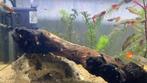 Baby guppy’s te koop, Dieren en Toebehoren, Vissen | Aquariumvissen, Vis