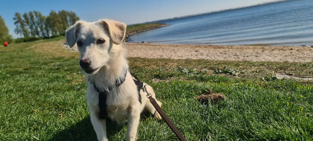 Ellie klein medium teefje 6 maanden, Particulier, 15 weken tot 1 jaar, Buitenland, Teef