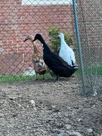 Te koop broedeieren van Indische loopeenden, Dieren en Toebehoren, Geslacht onbekend, Eend