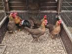 1-5 leghorn patrijs, Dieren en Toebehoren, Pluimvee, Meerdere dieren, Kip