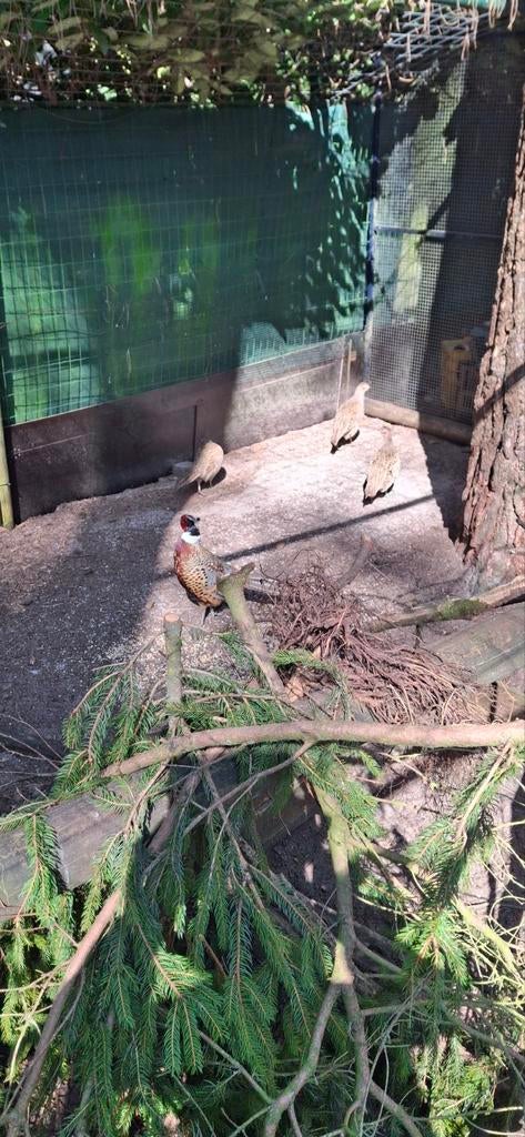 Broedeieren van bosfazanten, Geslacht onbekend, Kip