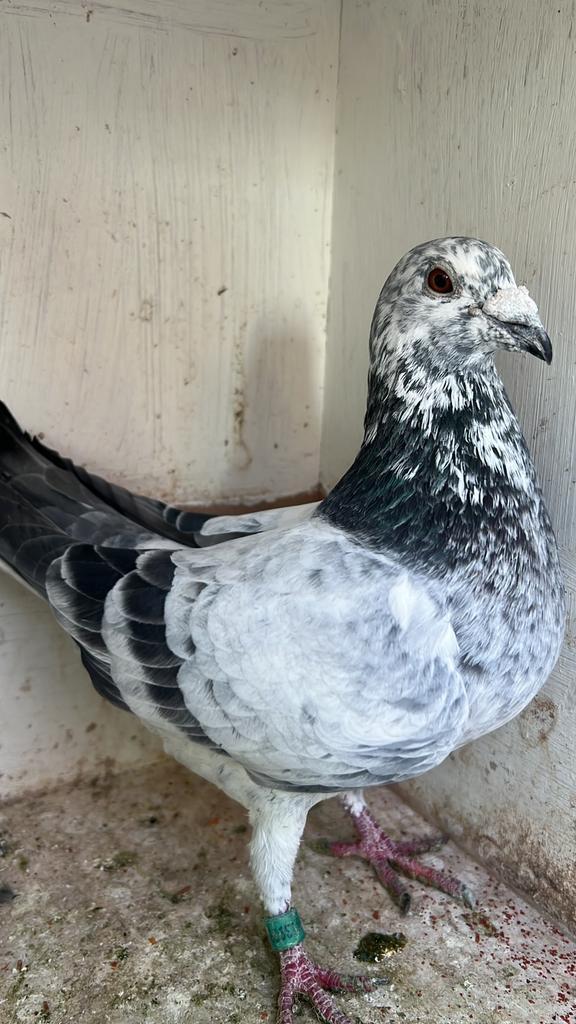 Top kweekkoppel, Dieren en Toebehoren, Vogels | Duiven