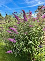 Vlinderstruik paars, Tuin en Terras, Planten | Tuinplanten, Ophalen of Verzenden, Overige soorten, Volle zon