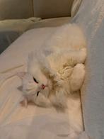 Word je mij nieuwe baas ?, Dieren en Toebehoren, Kater