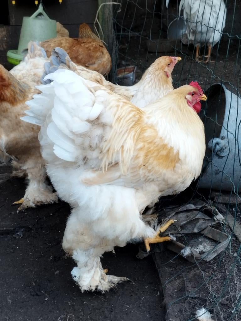 Brahma lemon pyle broedeieren, Geslacht onbekend, Kip