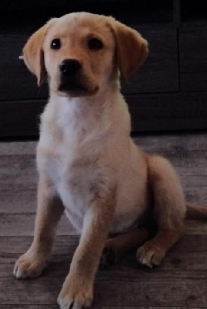 Labrador teefje pup RETRIEVER BLOND, Dieren en Toebehoren, Parvo, 8 tot 15 weken, Teef, Labrador retriever