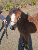 Mooi roan hengst jaarling, Hengst, Niet van toepassing, A pony (tot 1.17m), 0 tot 2 jaar