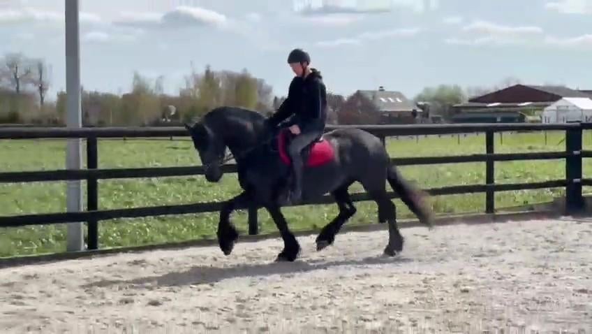 Werkwillige Friese Merrie Topper onder zadel en voor rijtuig, Merrie, Met stamboom, Dressuurpaard, 3 tot 6 jaar