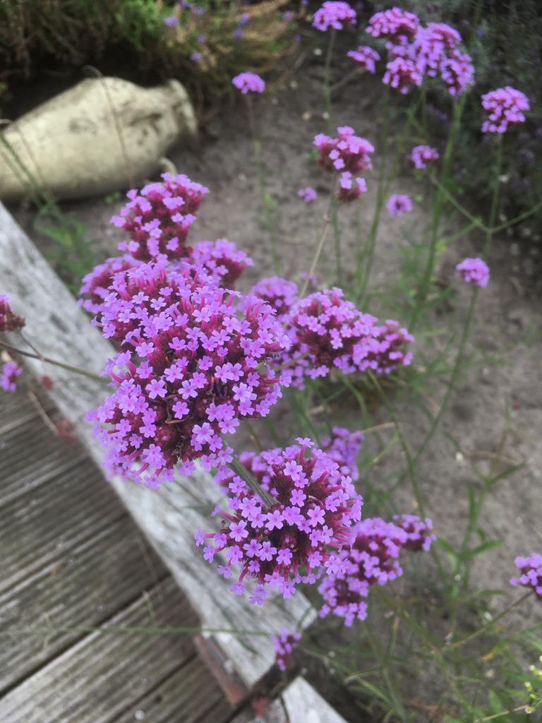 Verbena plantjes, Paars, Perfect voor een kleurrijke tuin!, Volle zon, Vaste plant, Zomer, Ophalen