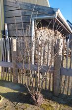 Amelanchier lamarckii krentenboom meerstamming, Ophalen of Verzenden