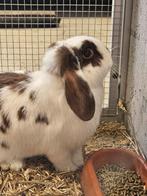 4 maanden oude minilop/nhd voedster te koop, Vrouwelijk, Dwerg