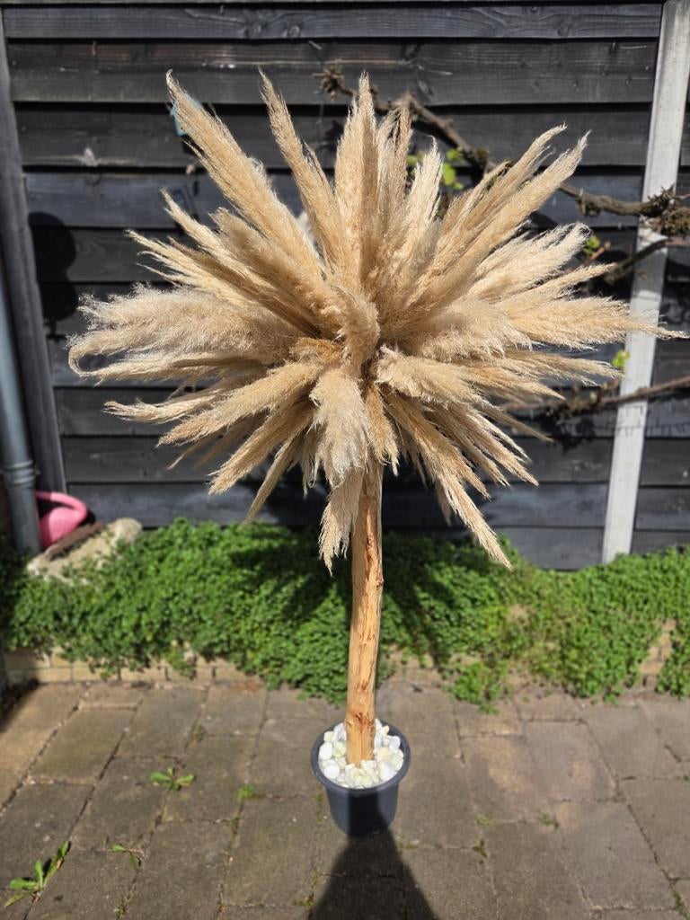 Decoratieve Pampus Palmboom - Unieke Tuin Eye-catcher, Volle zon, Vaste plant, Siergrassen, Ophalen of Verzenden