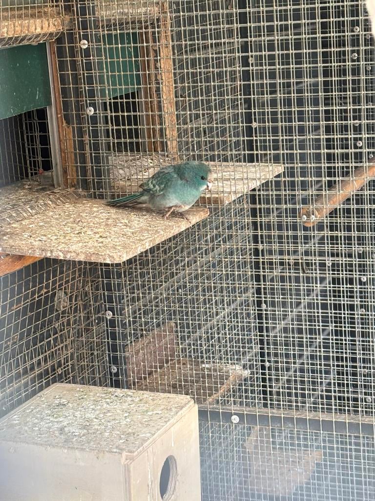 2 jonge kakariki, Dieren en Toebehoren, Geslacht onbekend, Parkiet, Tam