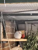 Diamantduifje, Mannelijk, Overige soorten