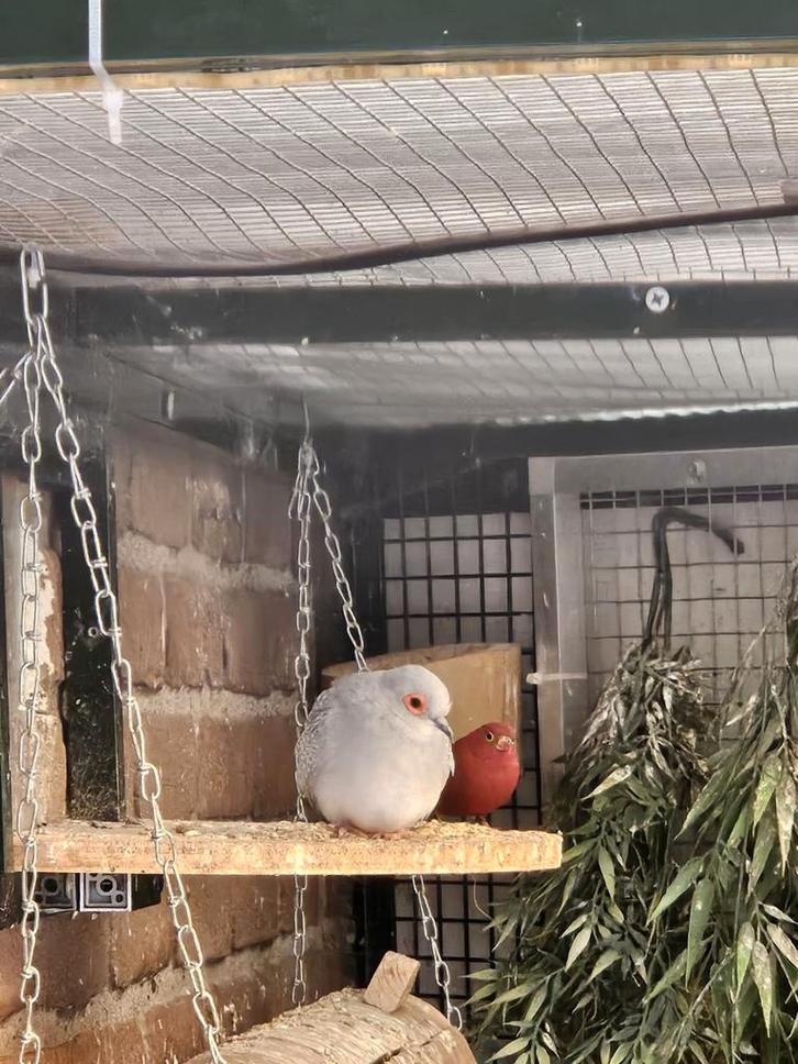 Diamantduifje, Dieren en Toebehoren, Vogels | Duiven, Overige soorten, Mannelijk