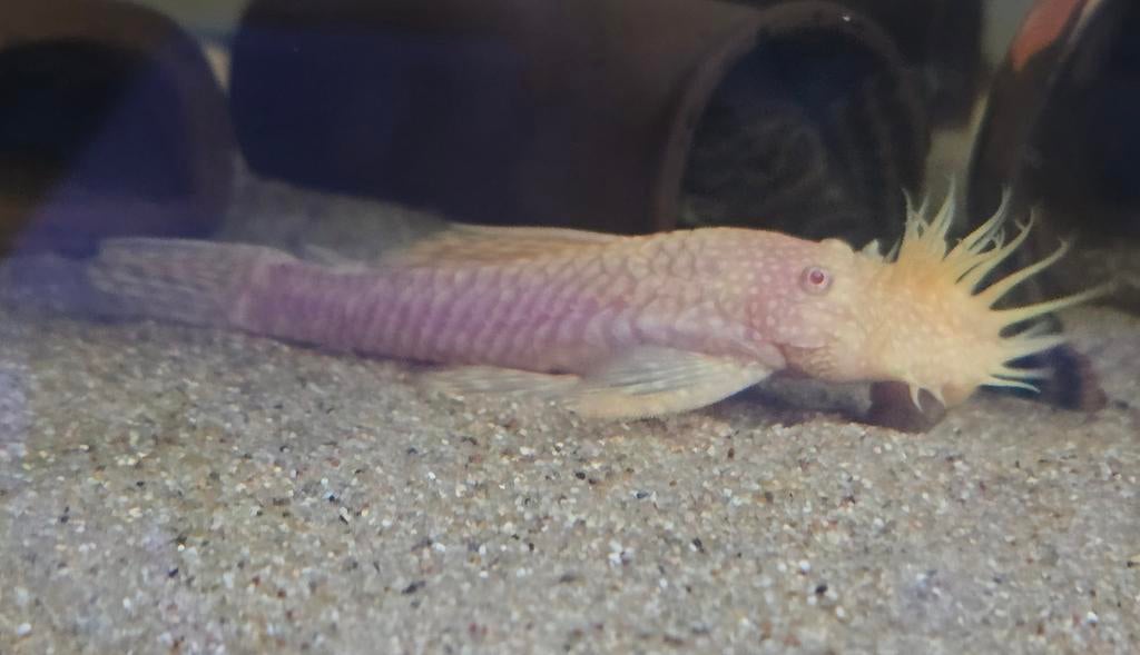 KWEEKRIJPE VOLWASSEN ANCISTRUS GOLD ALBINO MAN, RODE OGEN., Dieren en Toebehoren, Vissen | Aquariumvissen, Vis
