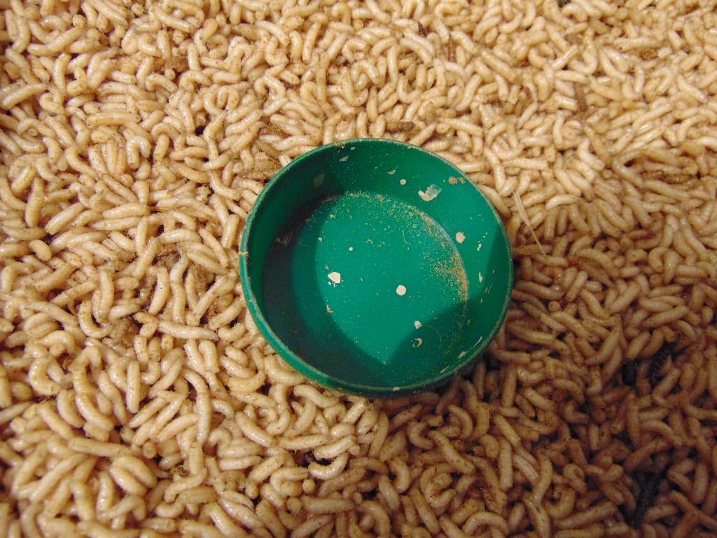 Elke dag verse maden voor het vissen., Ophalen, Nieuw, Overige typen