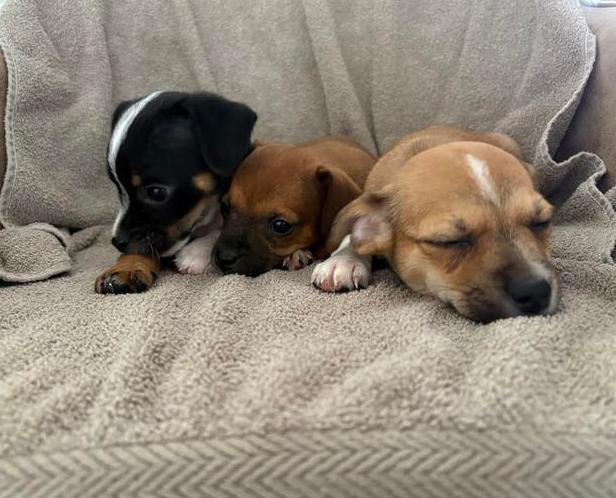 Leuke en lieve pups, Dieren en Toebehoren, Honden | Chihuahua's en Gezelschapshonden, Meerdere dieren, Chihuahua, Particulier