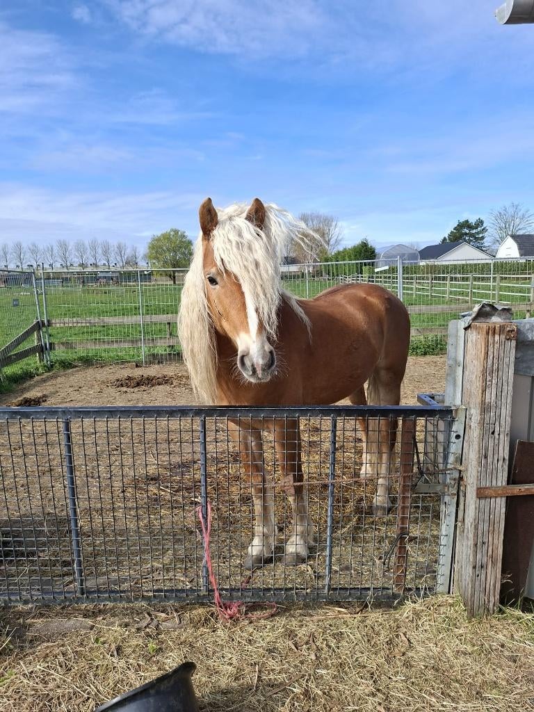 Haflinger schofhoogte 1.50 m 4 jaar Hengst Onder het zadel, Dieren en Toebehoren, Ophalen, Nieuw, Dressuur