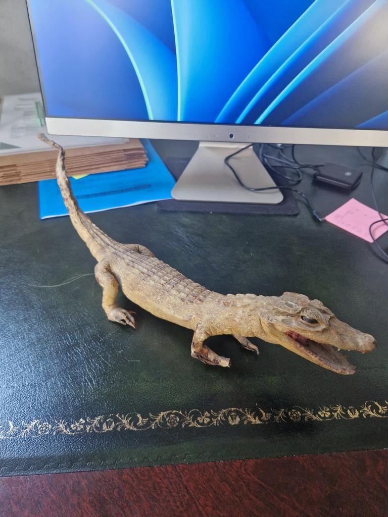 Opgezette Kaaiman - Uniek Decoratiestuk, Ophalen of Verzenden, Gebruikt