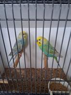 Regenboog parkieten, Meerdere dieren, Parkiet