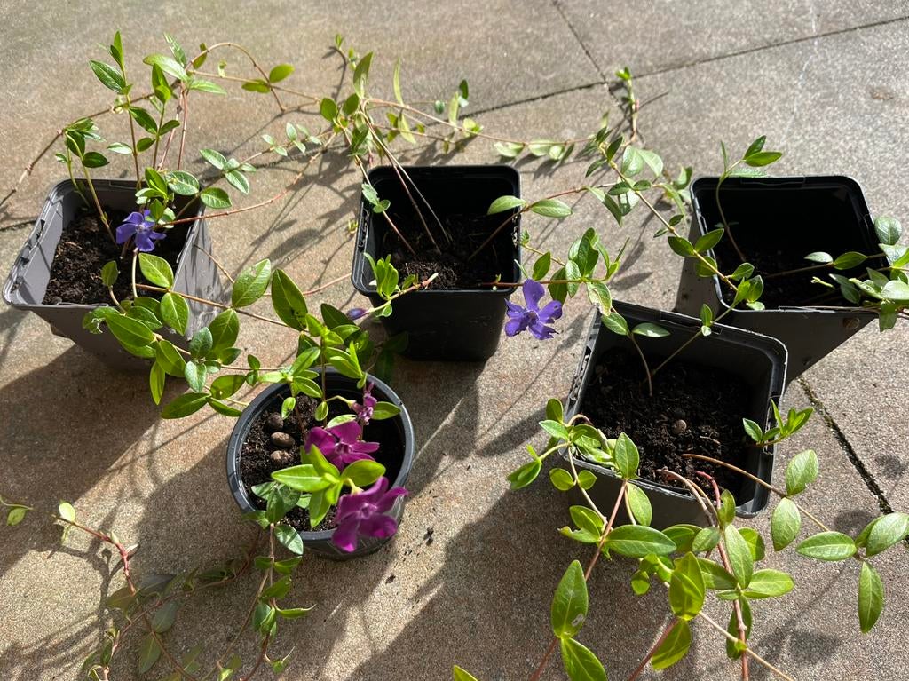 Maagdenpalm vinca minor, Tuin en Terras, Ophalen, Bodembedekkers, Vaste plant, Halfschaduw