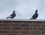 Koppel zwart-bonte Hoogvliegers - sierduiven - duiventil, Dieren en Toebehoren, Meerdere dieren, Tuimelaar of Roller