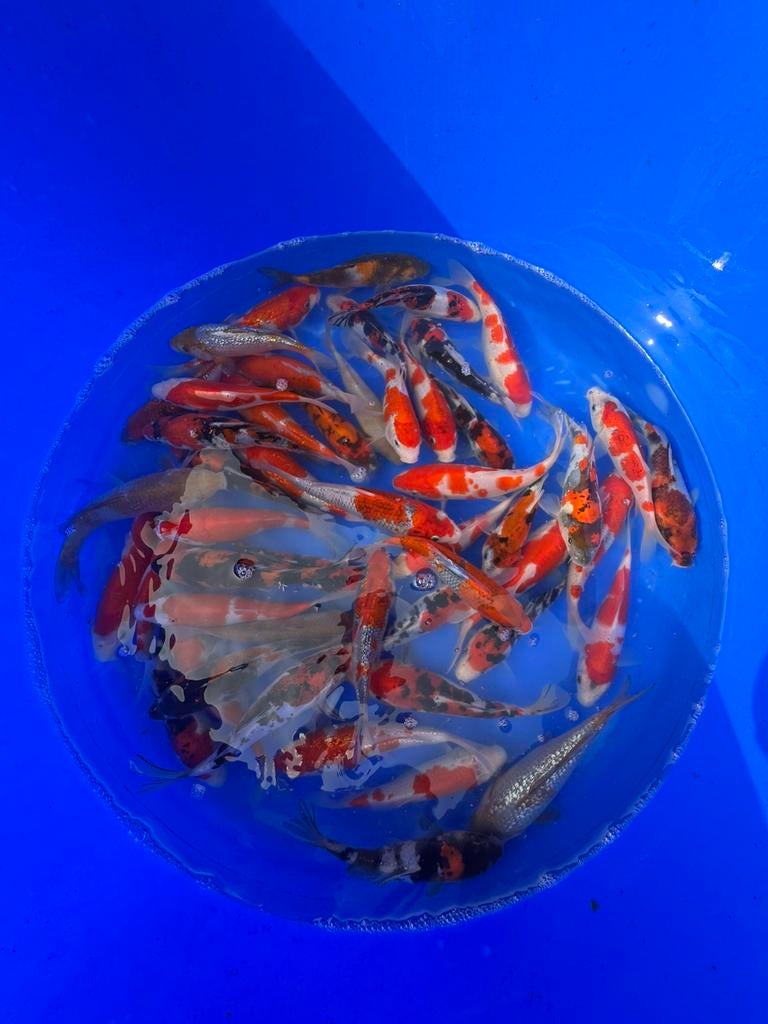 Hiroi mix, Karper of Koi