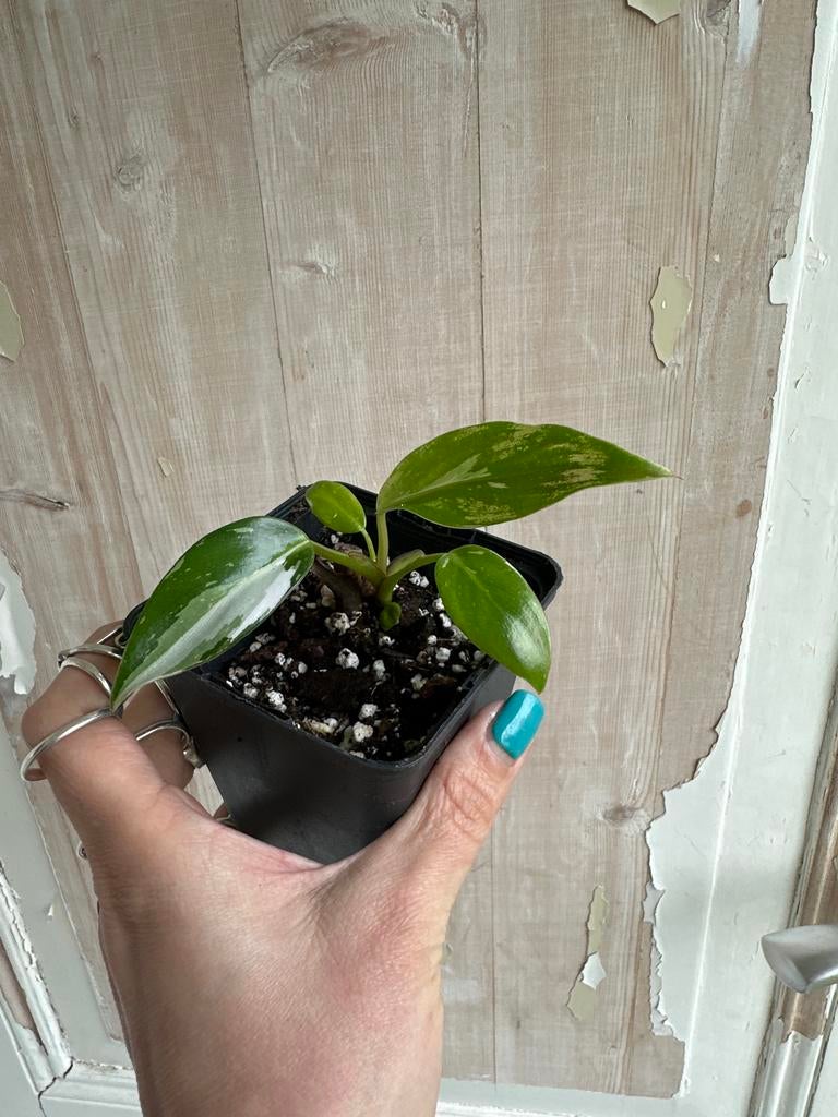 Philodendron White Princess, Huis en Inrichting, Kamerplanten, Ophalen of Verzenden, Halfschaduw, Minder dan 100 cm