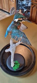 Opgezette ijsvogel in glazen stolp, Verzamelen, Ophalen of Verzenden