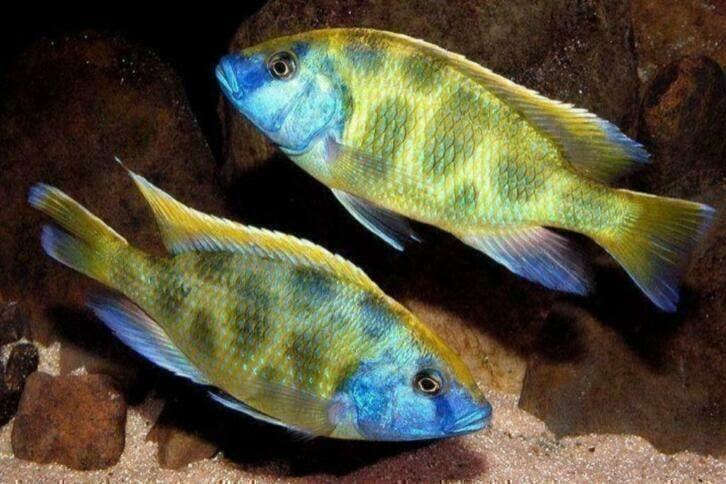 Ruim 50 soorten Malawi cichlide kleurige aquariumvissen, Dieren en Toebehoren, Vissen | Aquariumvissen, Vis