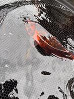 Koi 35-40 cm, Karper of Koi