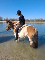 Leuke lieve (soms ondeugende) pony!, Dieren en Toebehoren, Pony's, 11 jaar of ouder, Recreatiepony, Merrie, Gechipt