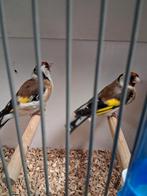 Mooi koppel majoor putters, Meerdere dieren, Wildzangvogel, Geringd