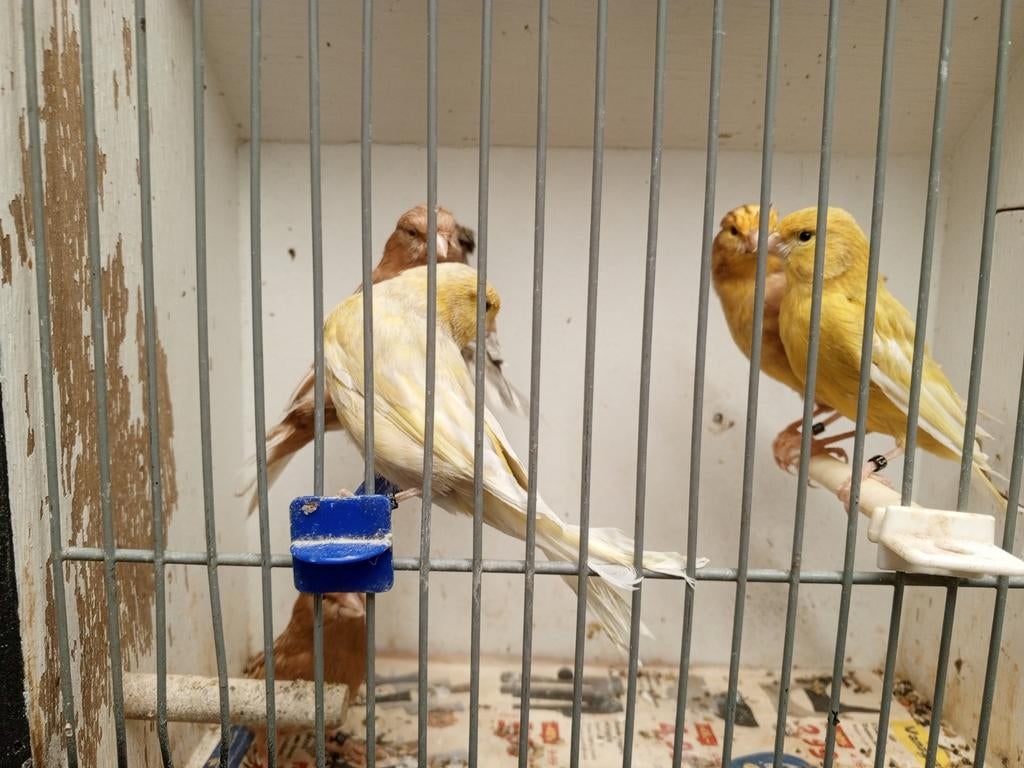 Landgraaf, Dieren en Toebehoren, Vogels | Kanaries, Meerdere dieren, Kleurkanarie