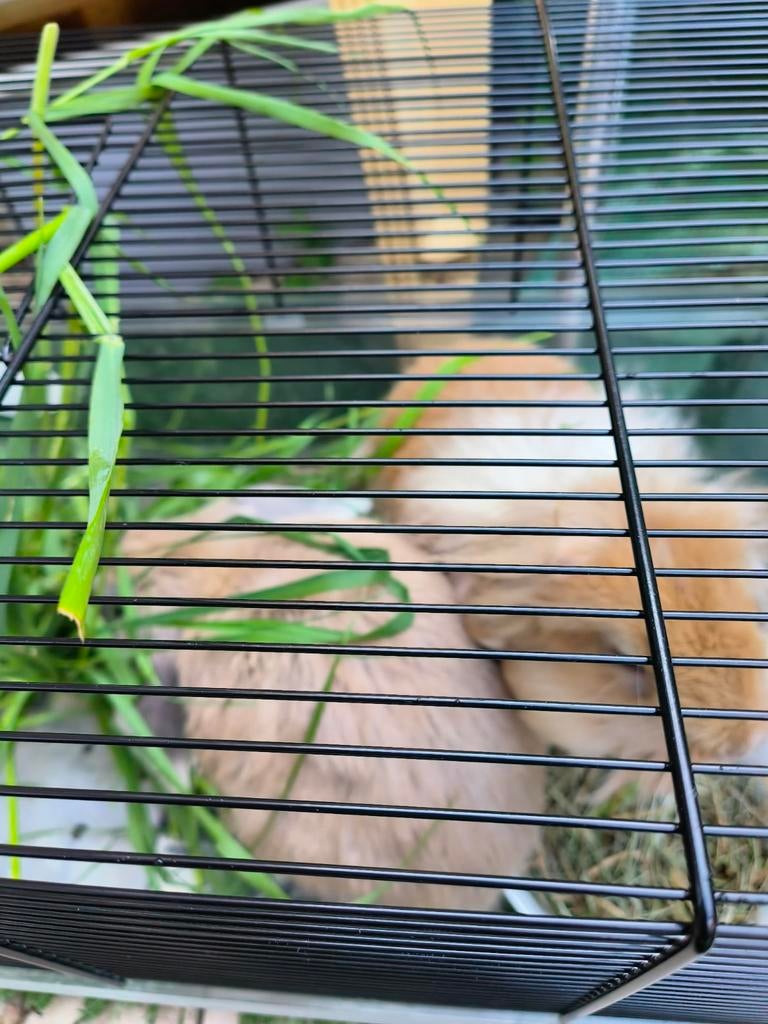 Twee mini lop hangoor konijn, Vrouwelijk, Januari, Overige typen, Tam