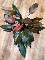 Philodendron palladino - Nieuw! Pot 17 cm, Ophalen of Verzenden