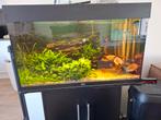 Juwel 80  cm, Ophalen of Verzenden, Gevuld zoetwateraquarium