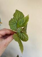 Begonia sinbad, verse kopstekken, Huis en Inrichting, Kamerplanten, Ophalen of Verzenden, Halfschaduw, Minder dan 100 cm
